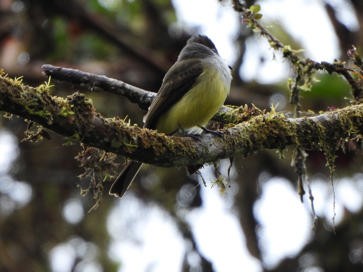 Dusky-capped Flycatcher - Wenyi Zhou