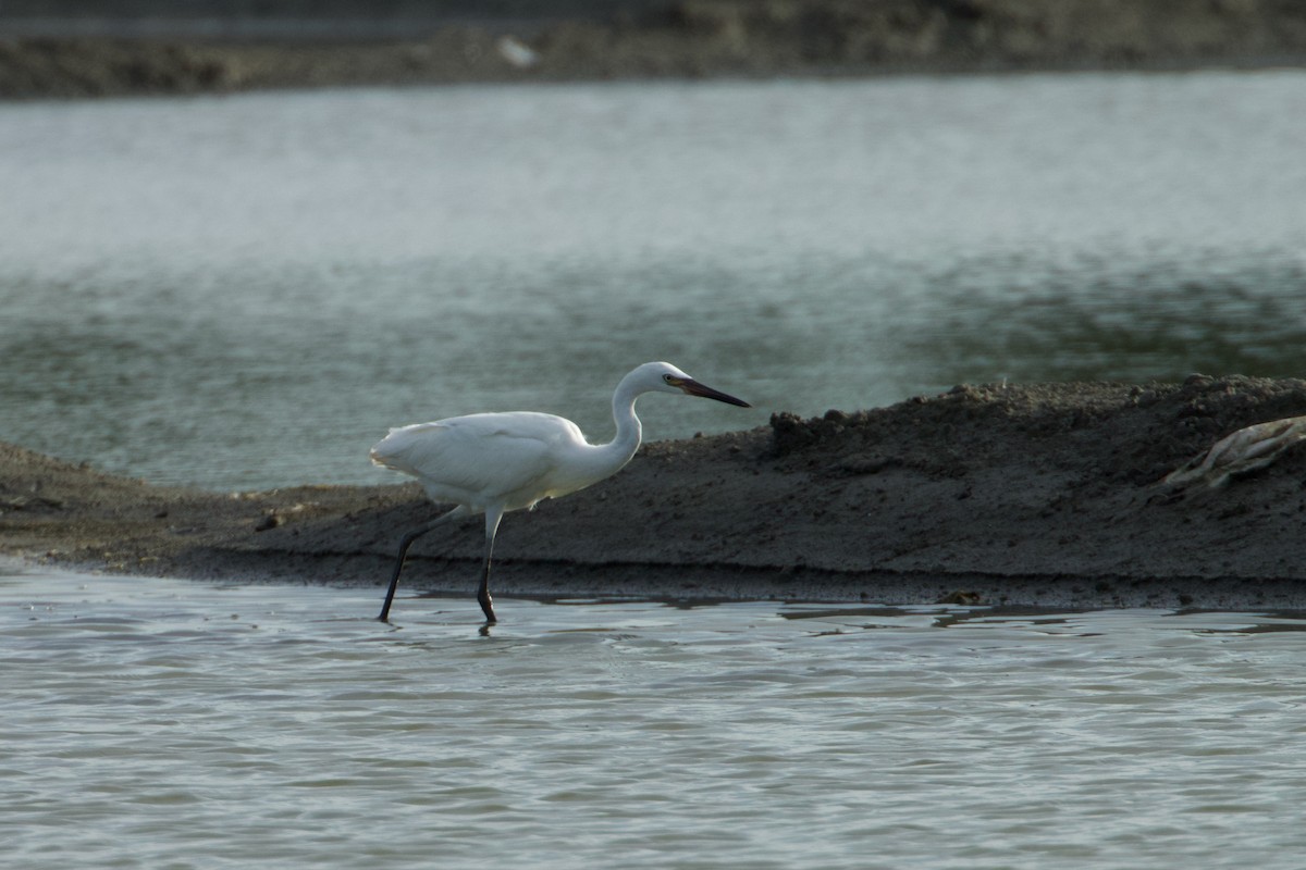 Aigrette roussâtre - ML611053857