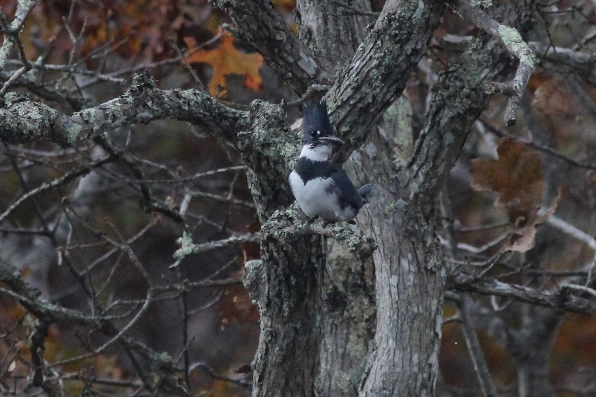 eBird Checklist - 12 Nov 2023 - Long Point Wildlife Refuge (TTOR) - 22 ...