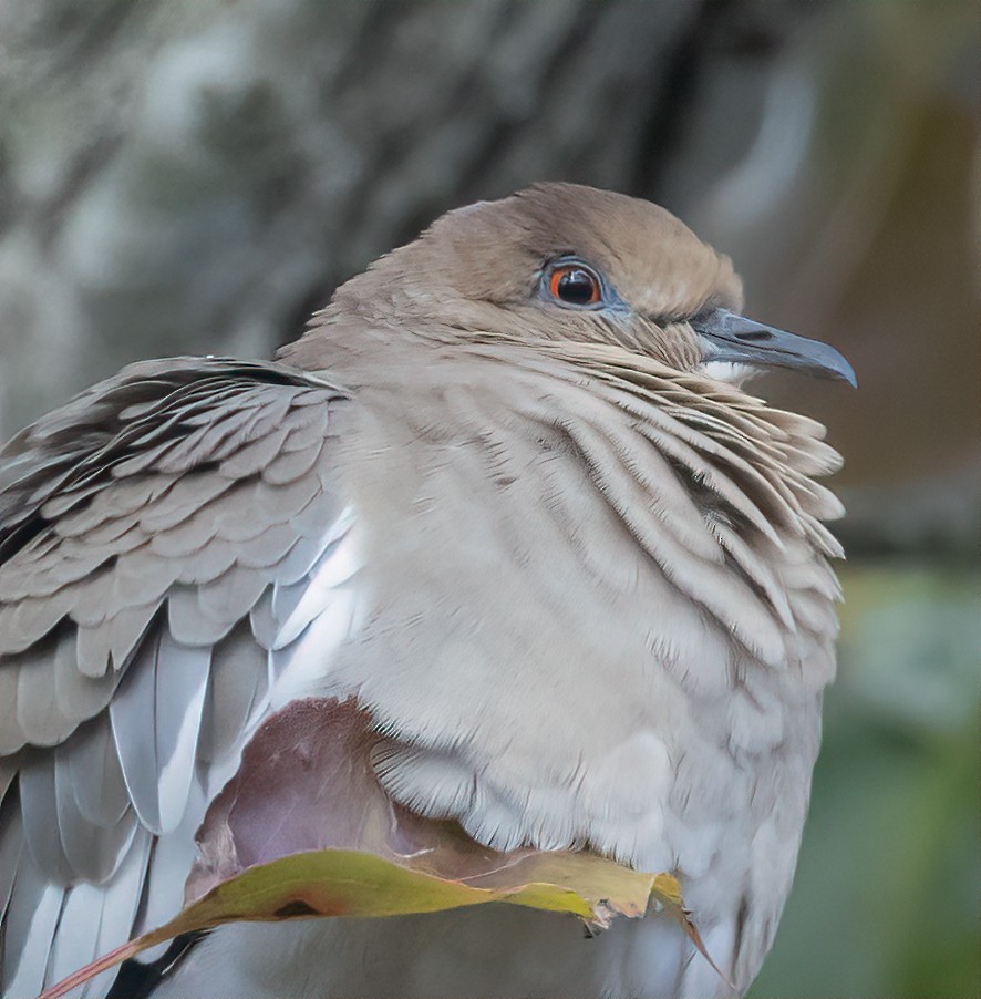 White-winged Dove - Tom Griswold