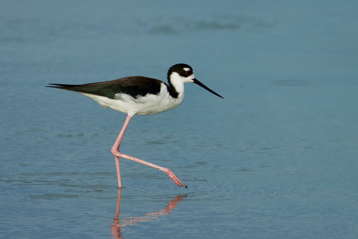 Black-necked Stilt - ML611053952