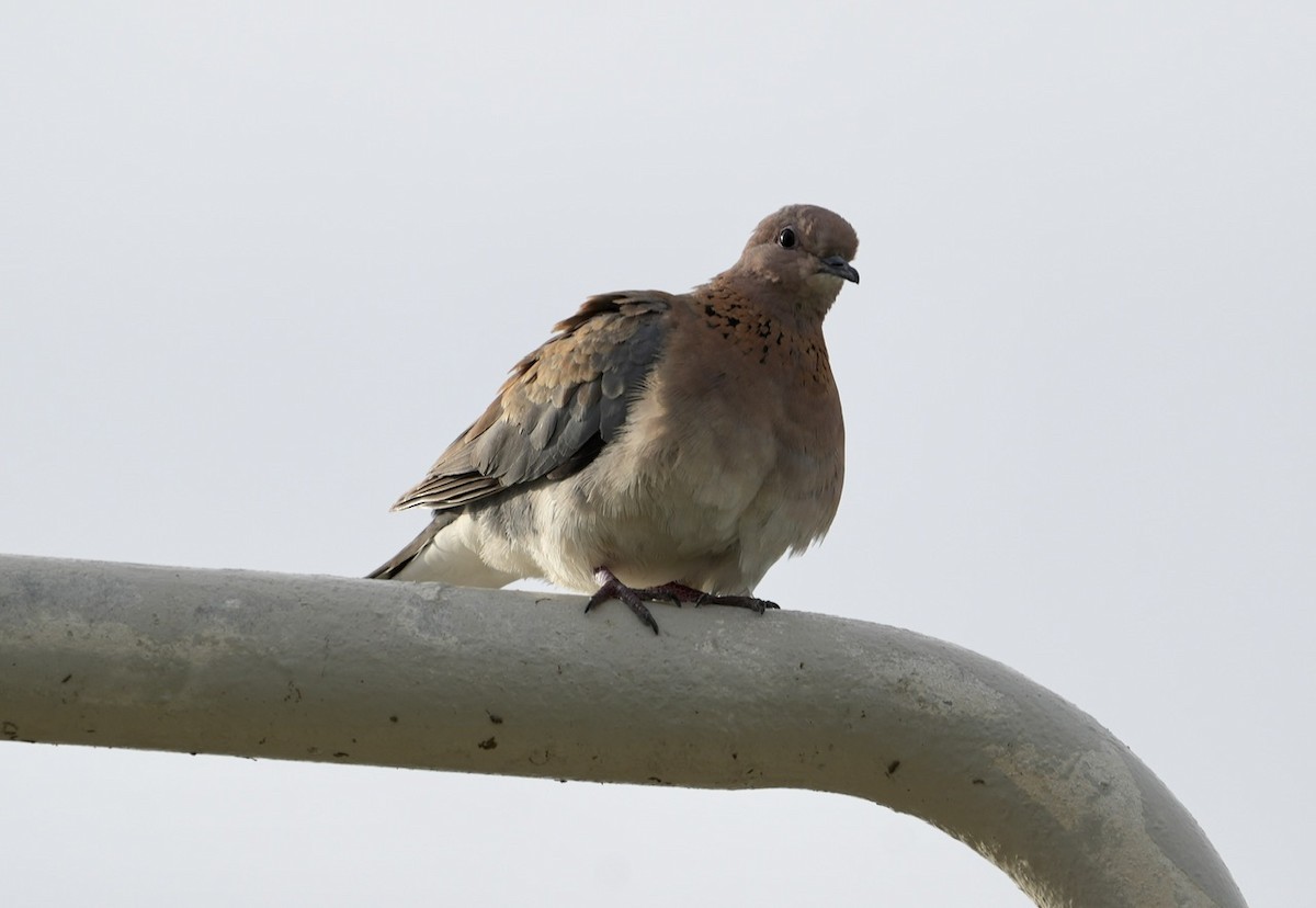 Laughing Dove - ML611053979
