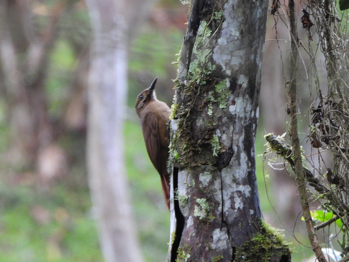 Plain-brown Woodcreeper - ML611054004