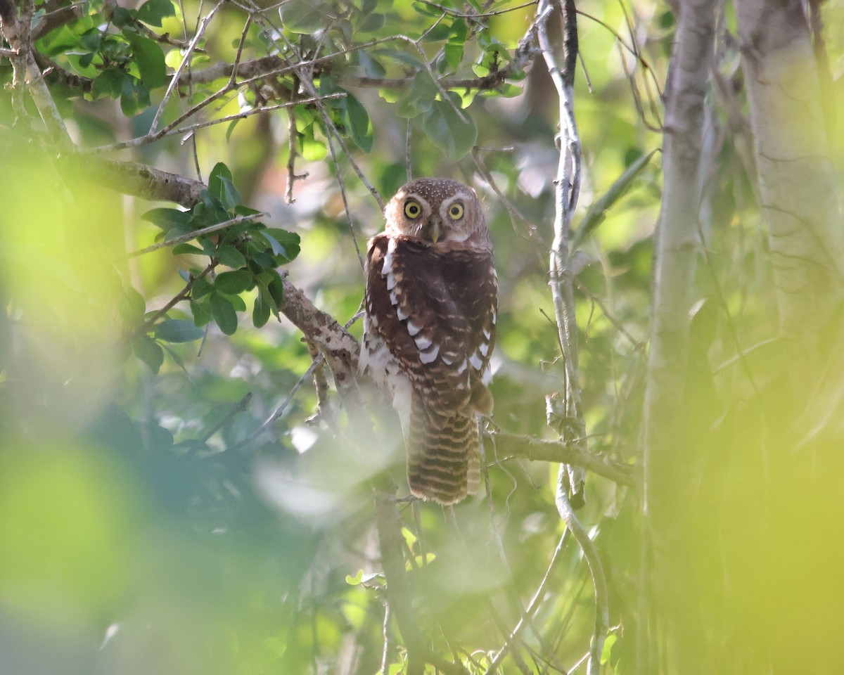 African Barred Owlet - ML611054289