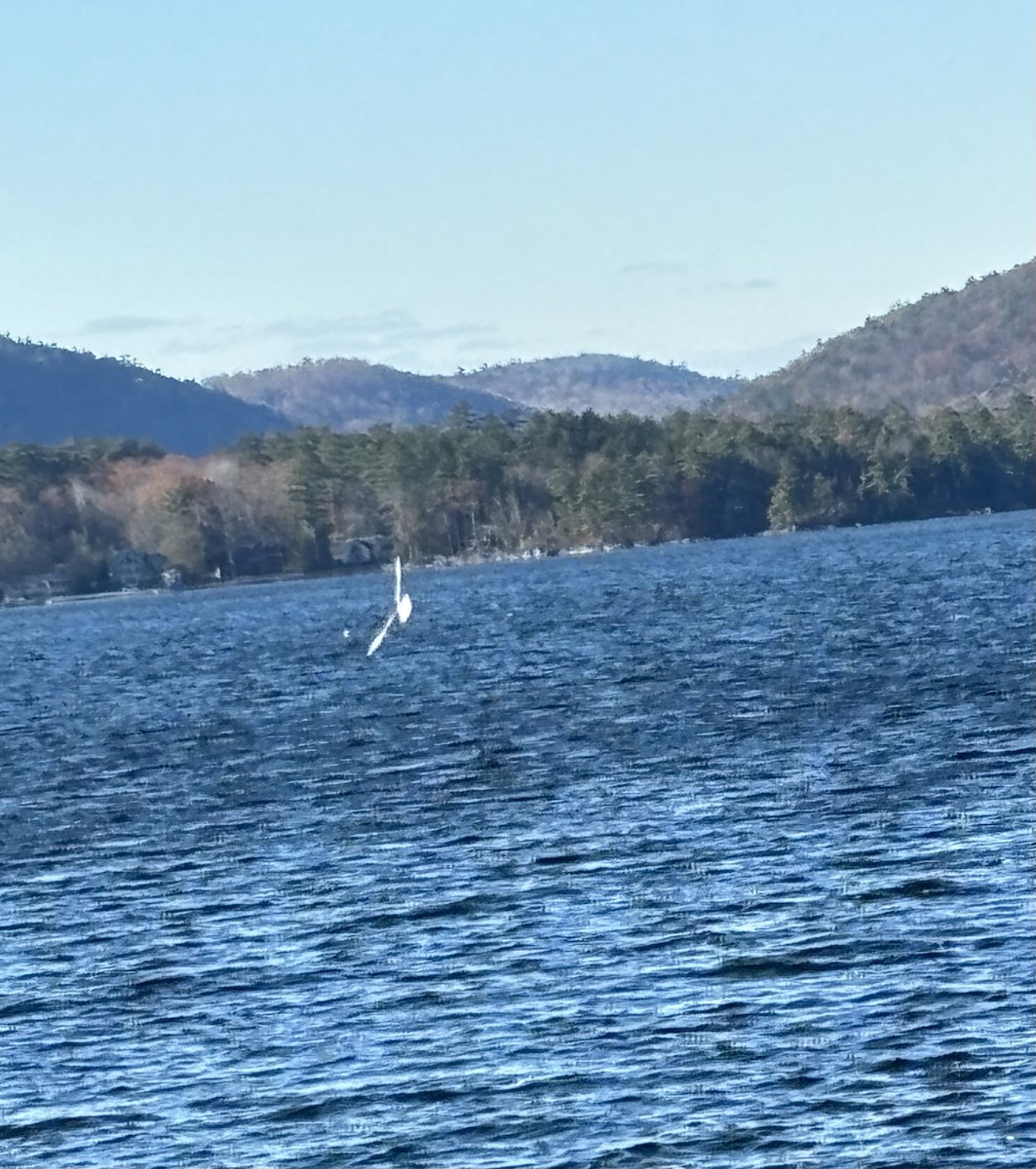 Bonaparte's Gull - ML611054291
