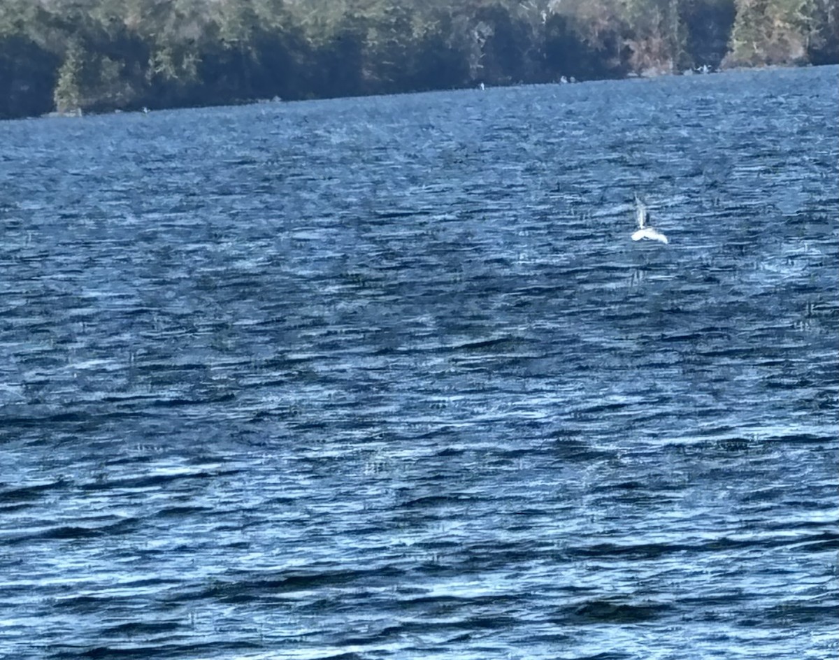 Bonaparte's Gull - ML611054293