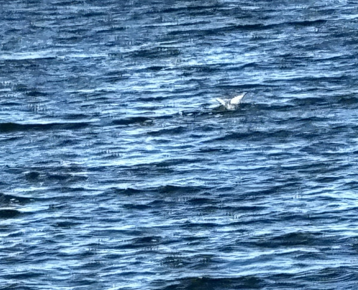 Mouette de Bonaparte - ML611054294