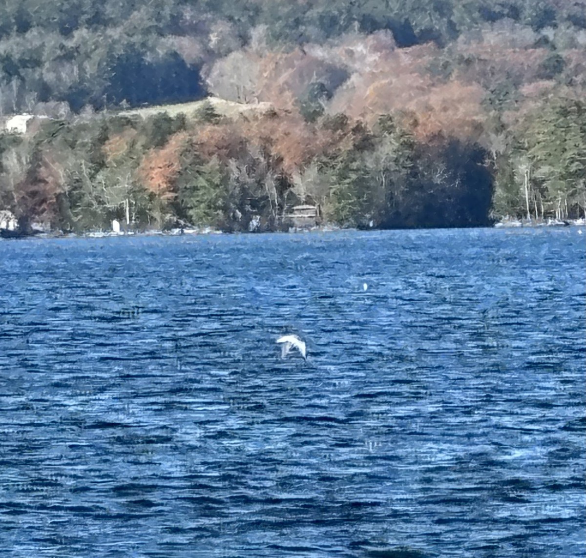 Bonaparte's Gull - ML611054295