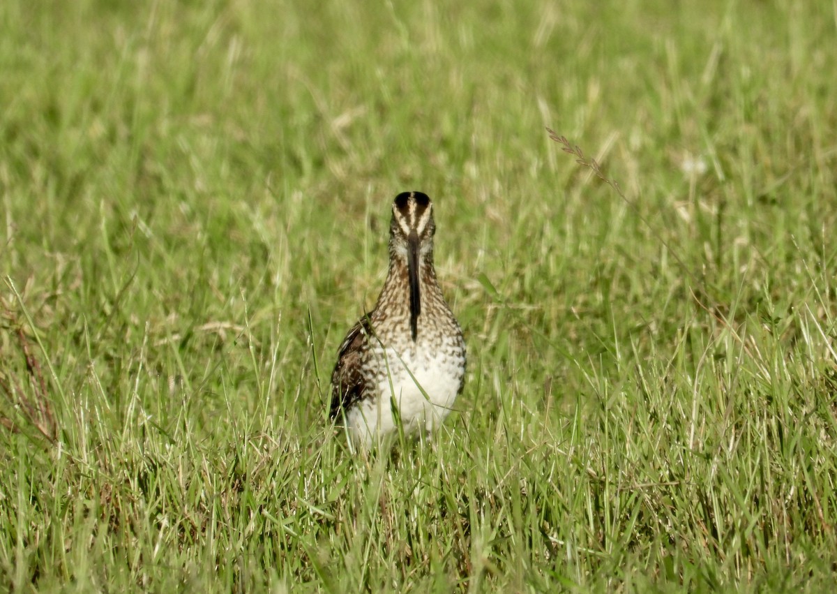 Pantanal Snipe - ML611054299