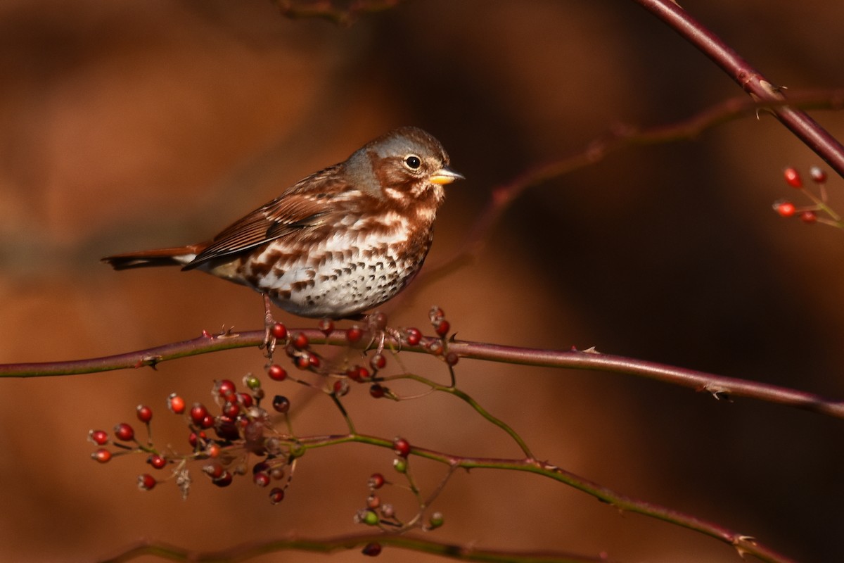 Fox Sparrow - Tom Buehl Jr.