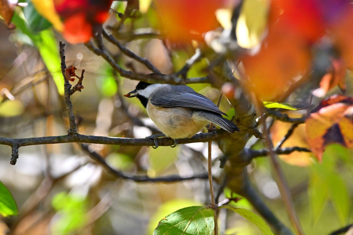 Carolina Chickadee - ML611054416