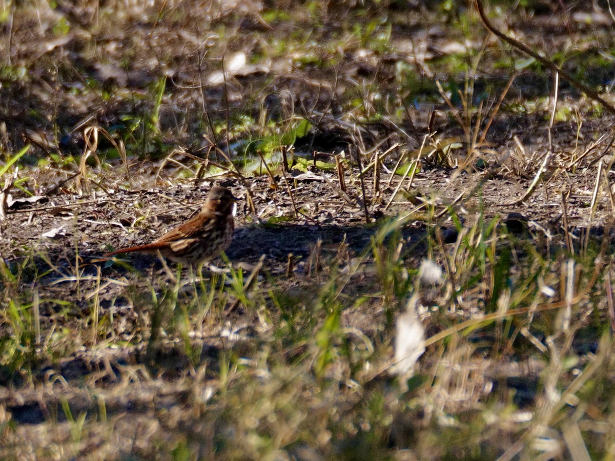 Fox Sparrow - ML611054459