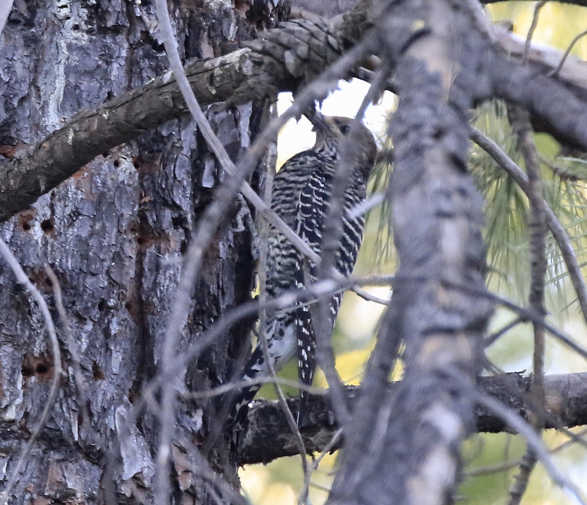 Williamson's Sapsucker - ML611054466