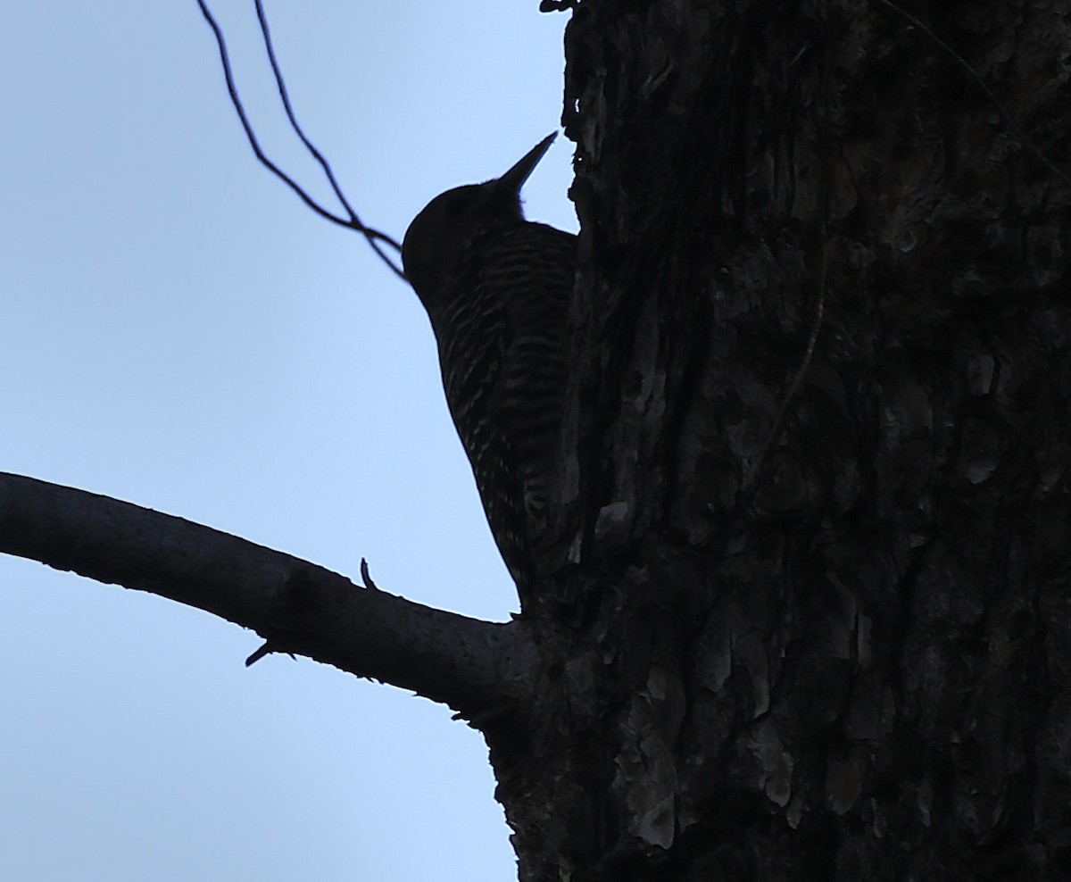 Williamson's Sapsucker - Trish Gussler