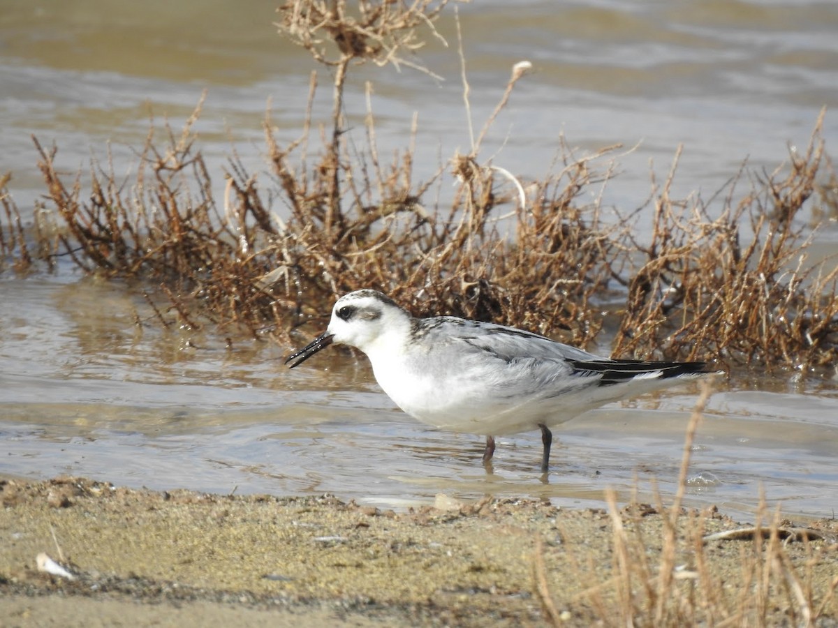 polarsvømmesnipe - ML611054495