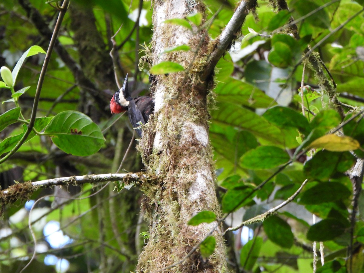 Crimson-bellied Woodpecker - Wenyi Zhou