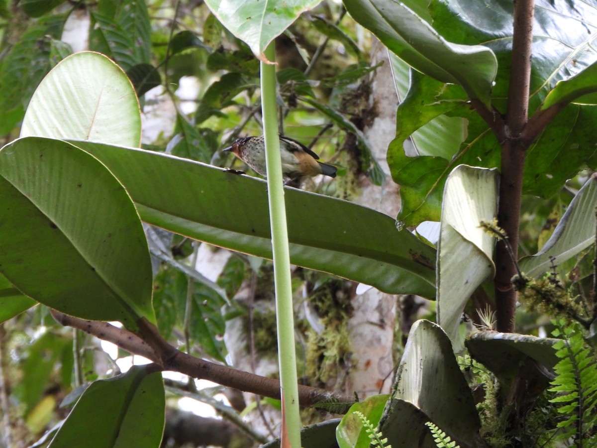 Rufous-throated Tanager - ML611054566