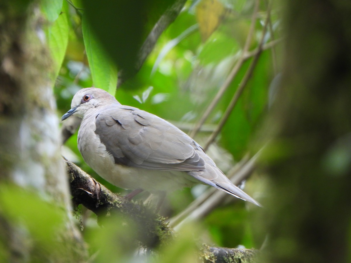 White-tipped Dove - ML611054615