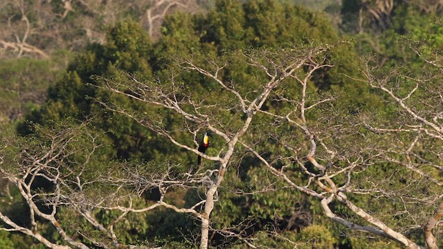 tukan volavý (ssp. vitellinus) - ML611054635