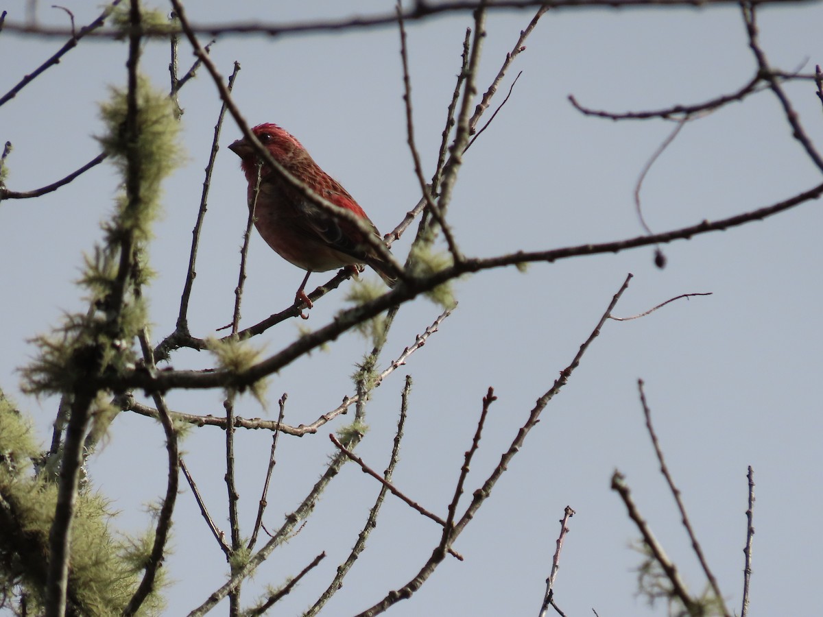 Purple Finch - ML611054960