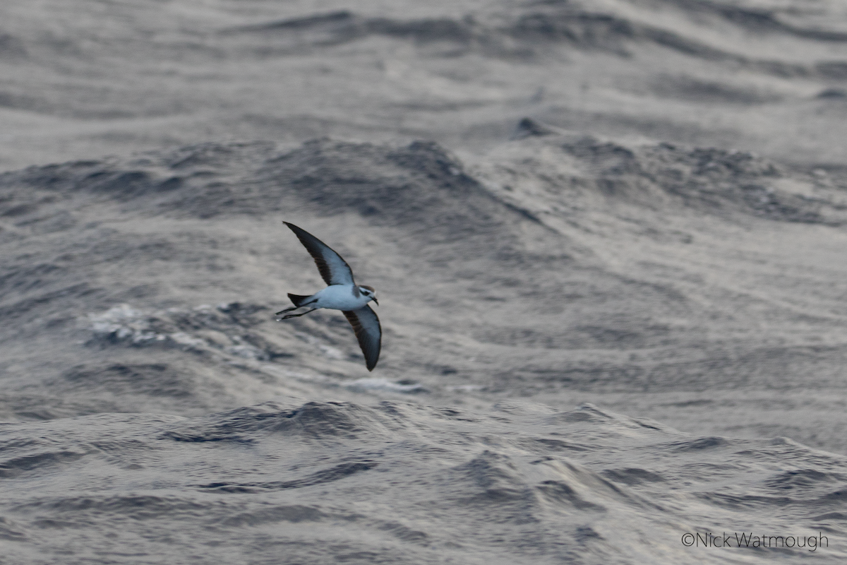 White-faced Storm-Petrel - ML611054968