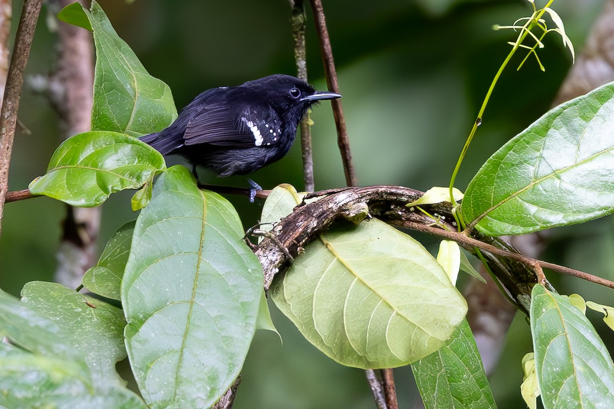 Dot-winged Antwren - ML611055042