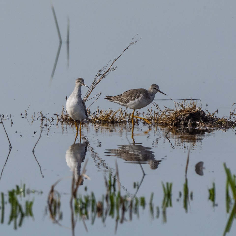 Lesser Yellowlegs - ML611055088