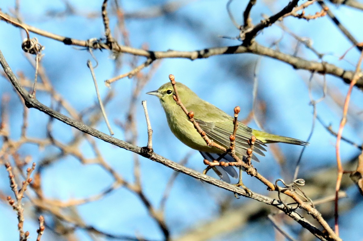 Orange-crowned Warbler - ML611055183