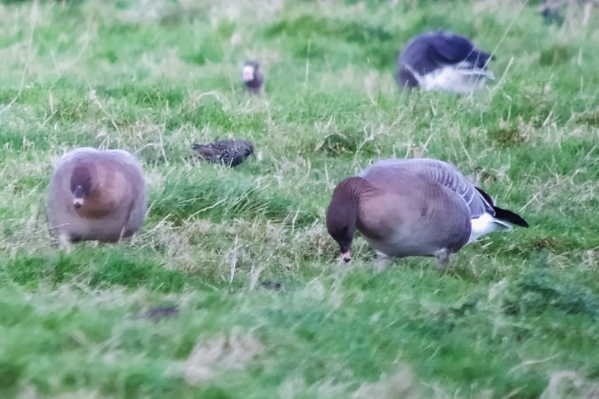 Pink-footed Goose - ML611055192