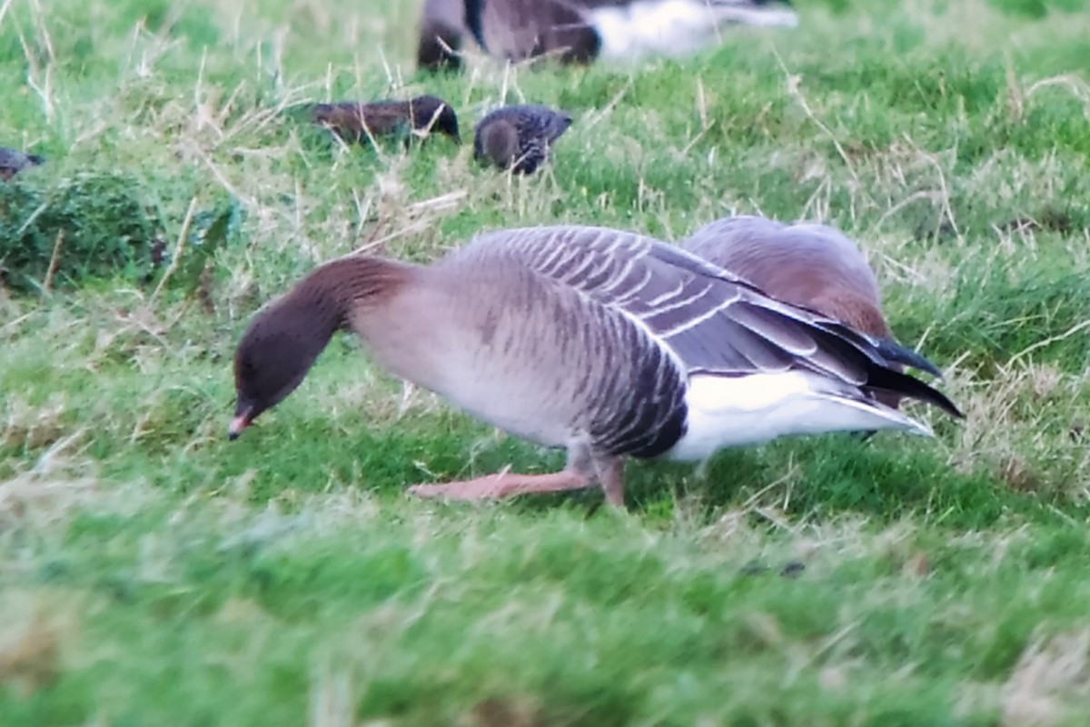 Pink-footed Goose - ML611055193