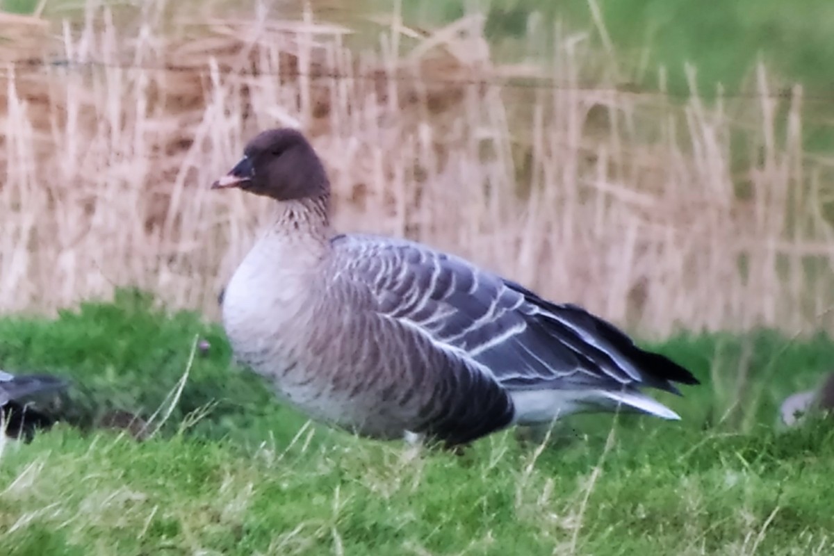 Pink-footed Goose - ML611055195