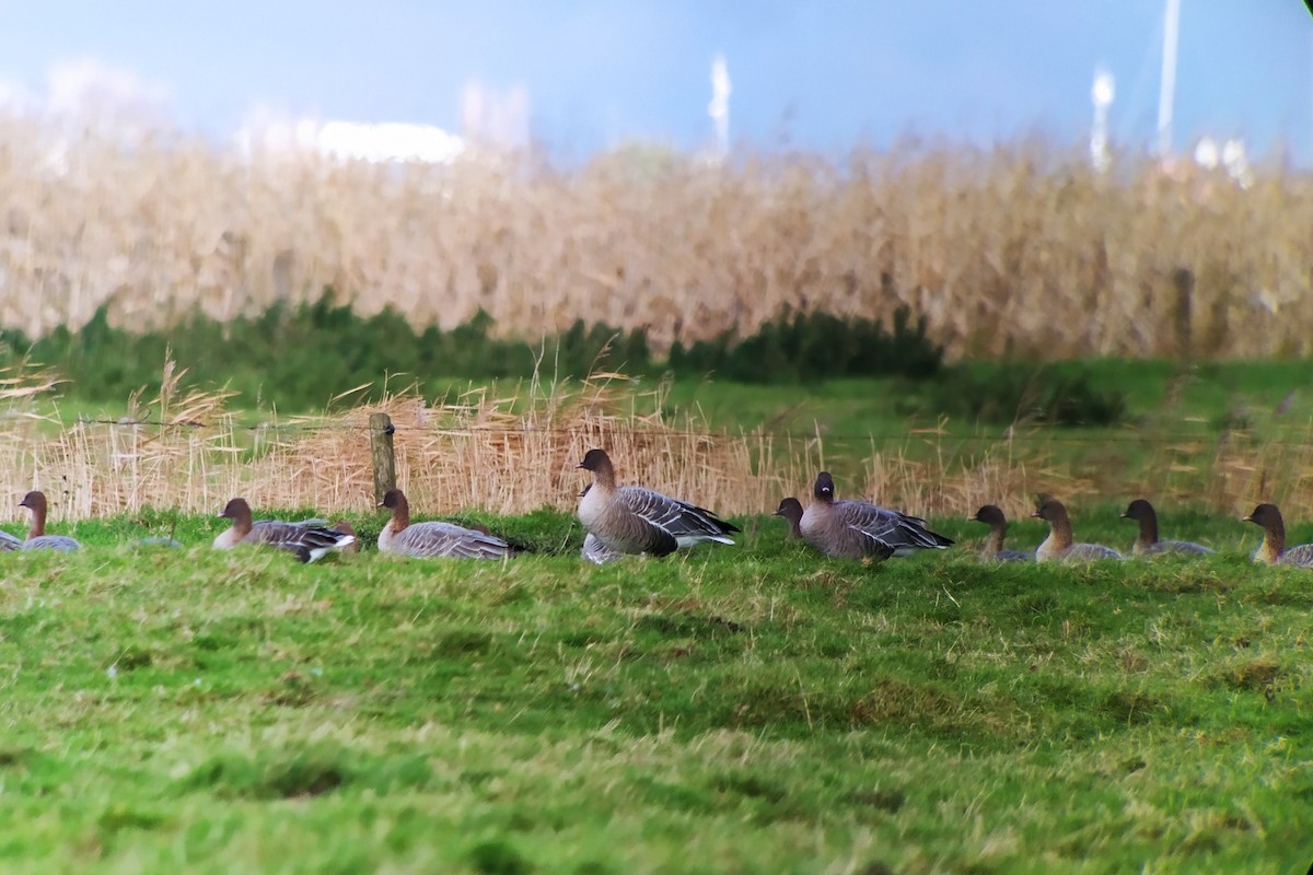 Pink-footed Goose - ML611055196