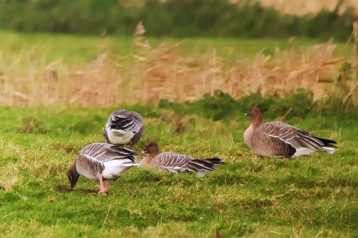 Pink-footed Goose - ML611055197