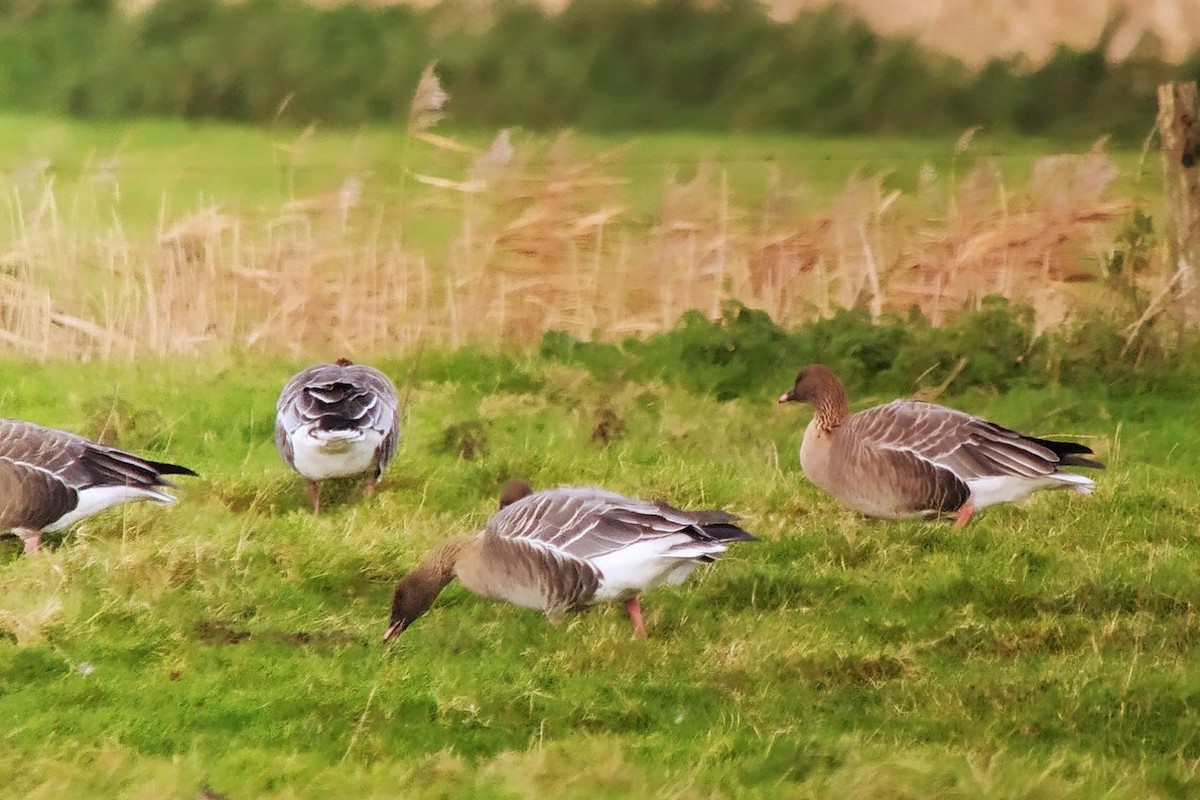 Pink-footed Goose - ML611055198