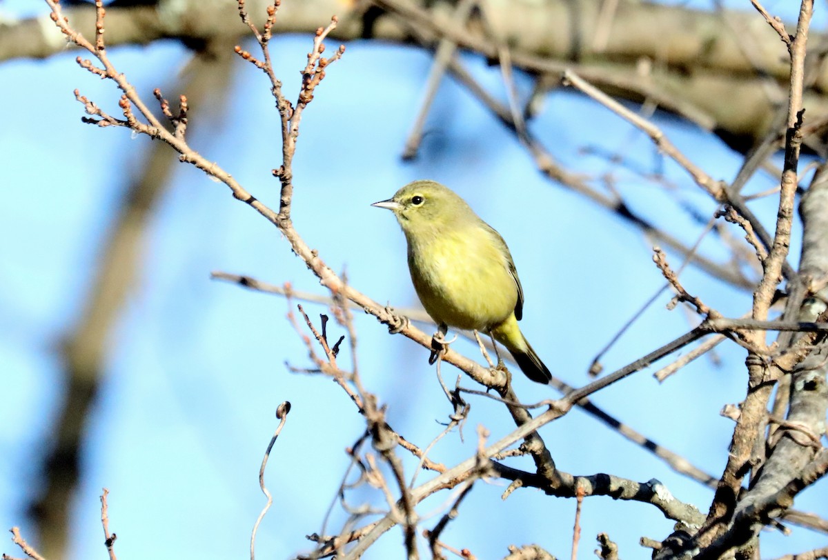 Orange-crowned Warbler - Jeff Stetson