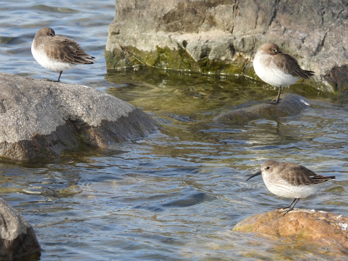 Alpenstrandläufer - ML611055206