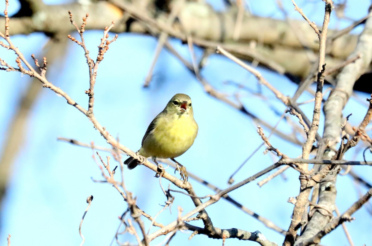 Orange-crowned Warbler - ML611055213