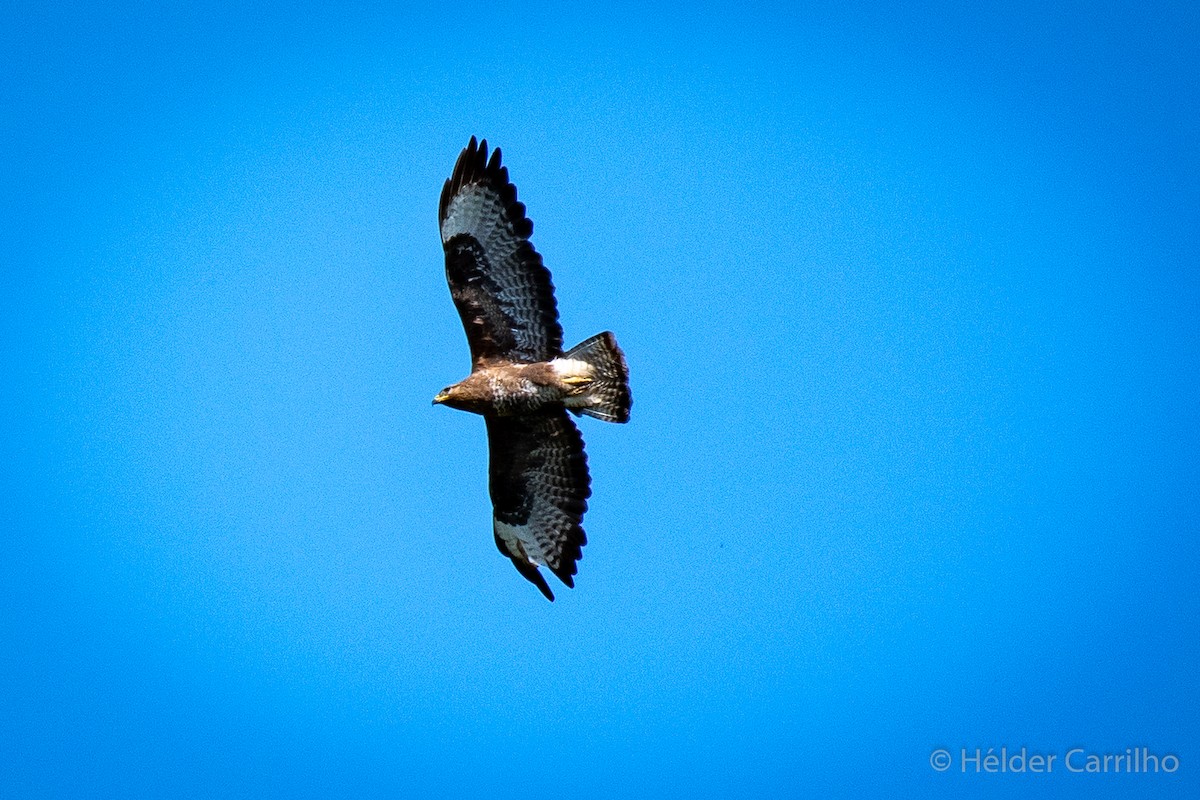 Common Buzzard - ML611055265