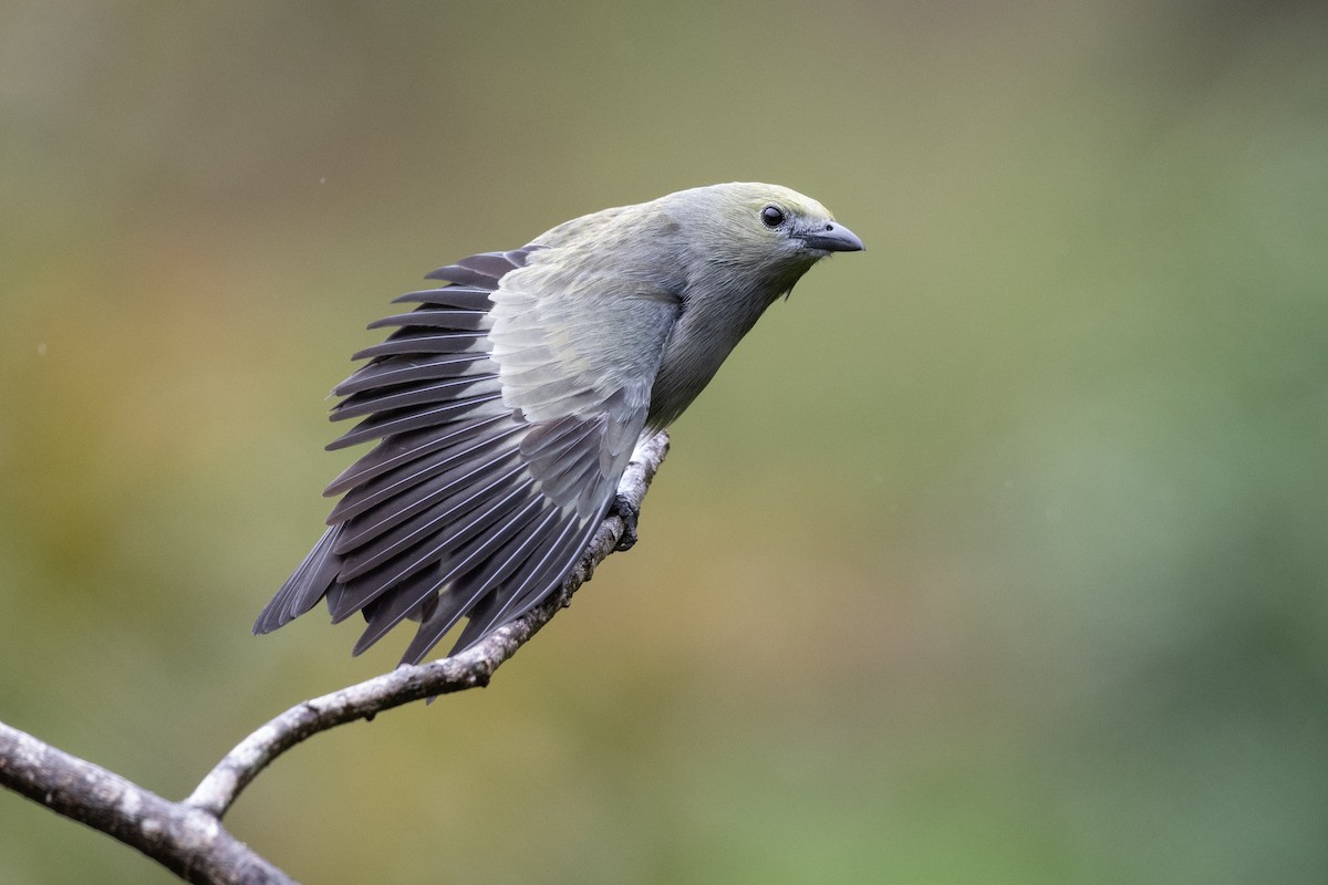 Palm Tanager - ML611055269