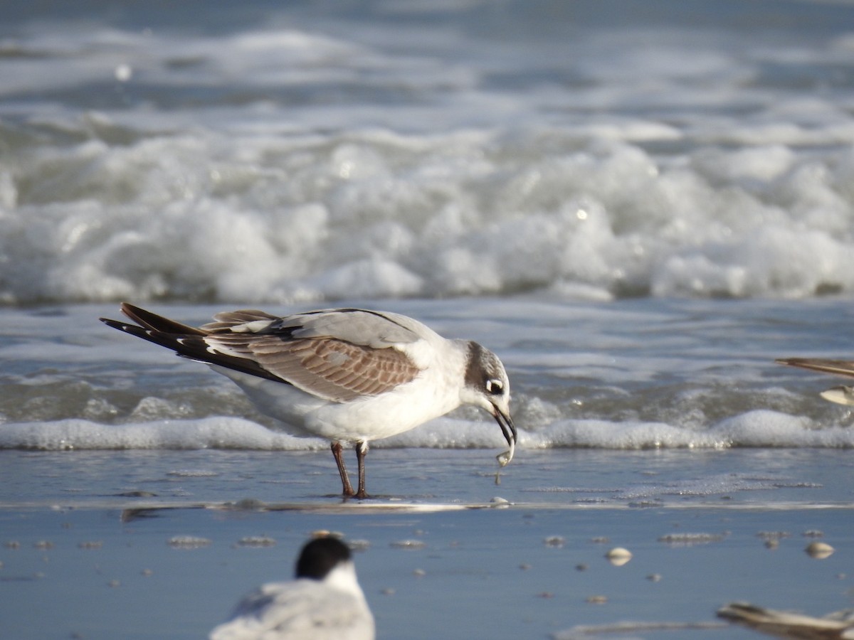 racek vnitrozemský - ML611055316