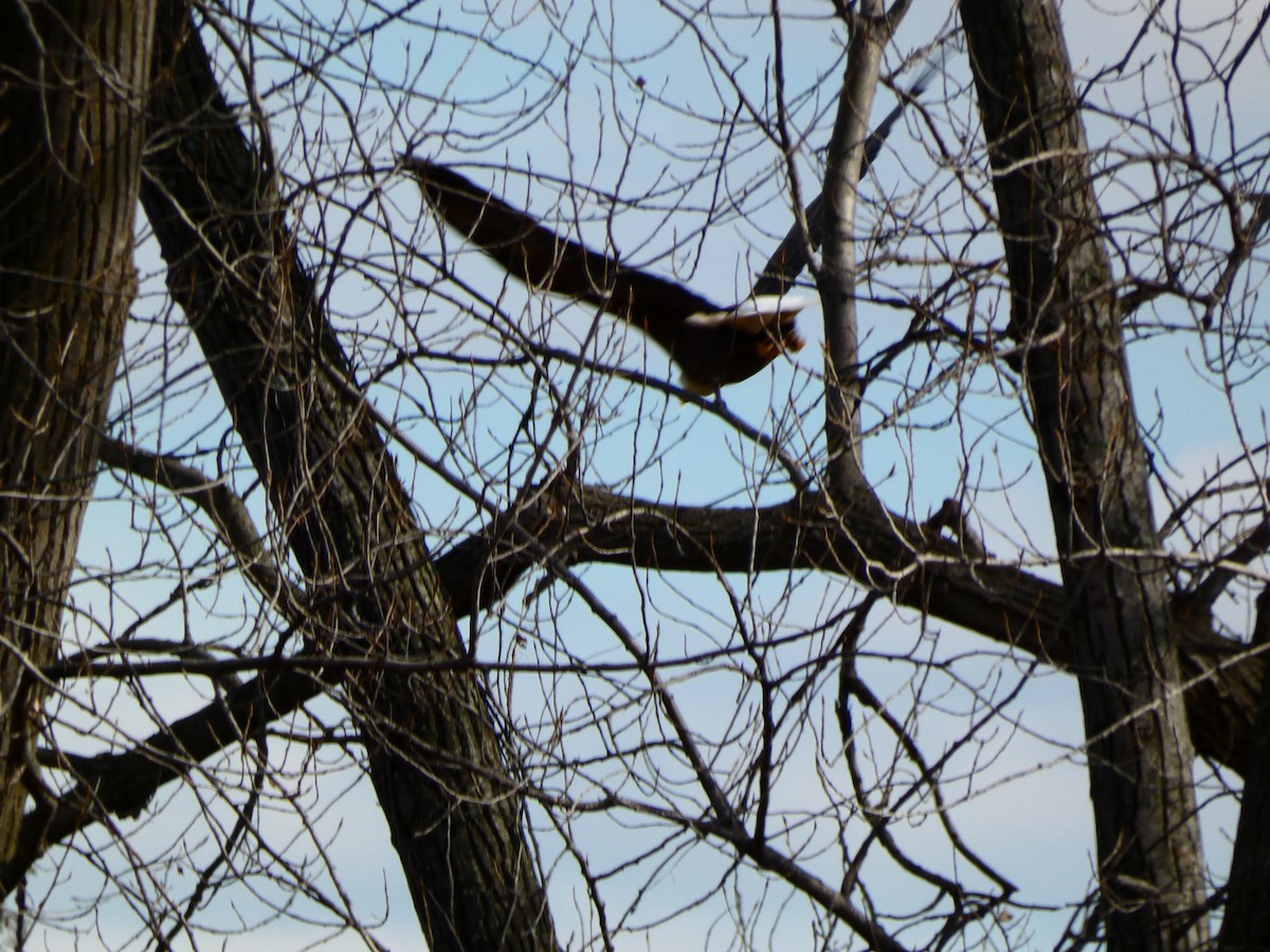 Bald Eagle - ML611055324