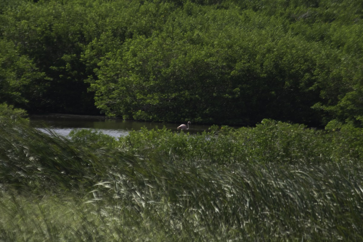 American Flamingo - ML611055388