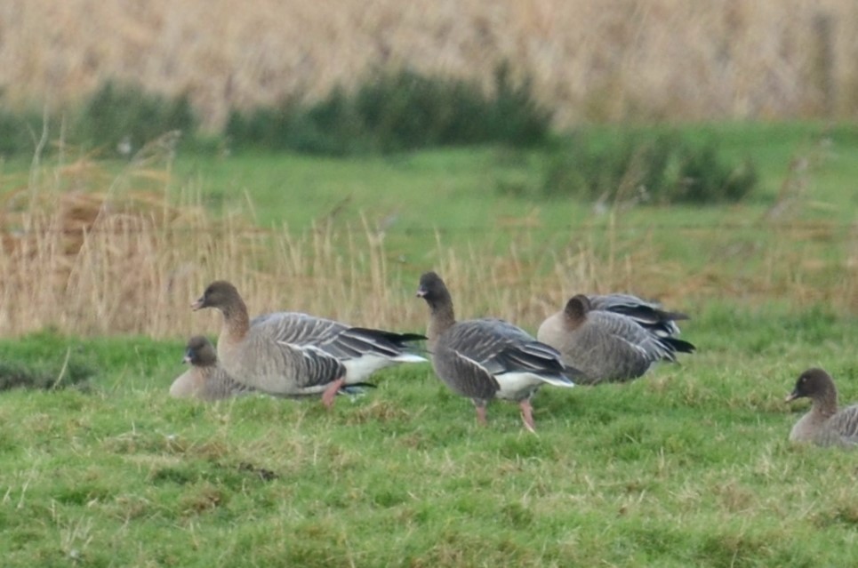 Pink-footed Goose - ML611055414