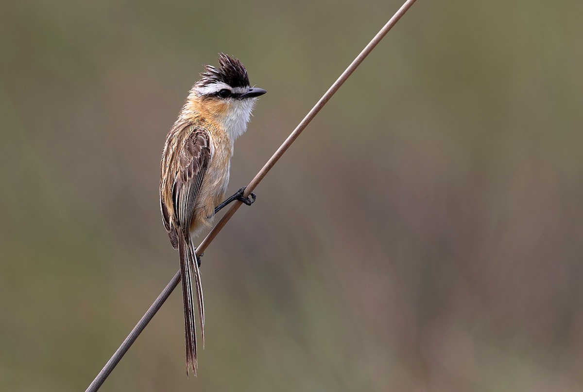 Sharp-tailed Tyrant - ML611055425