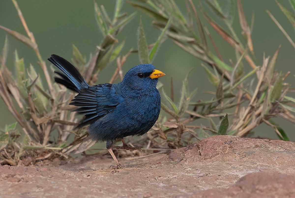 Blue Finch - ML611055462