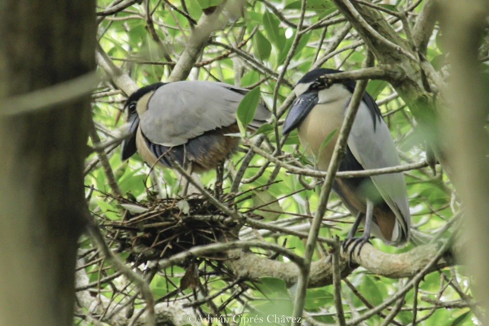 Boat-billed Heron - ML611055489