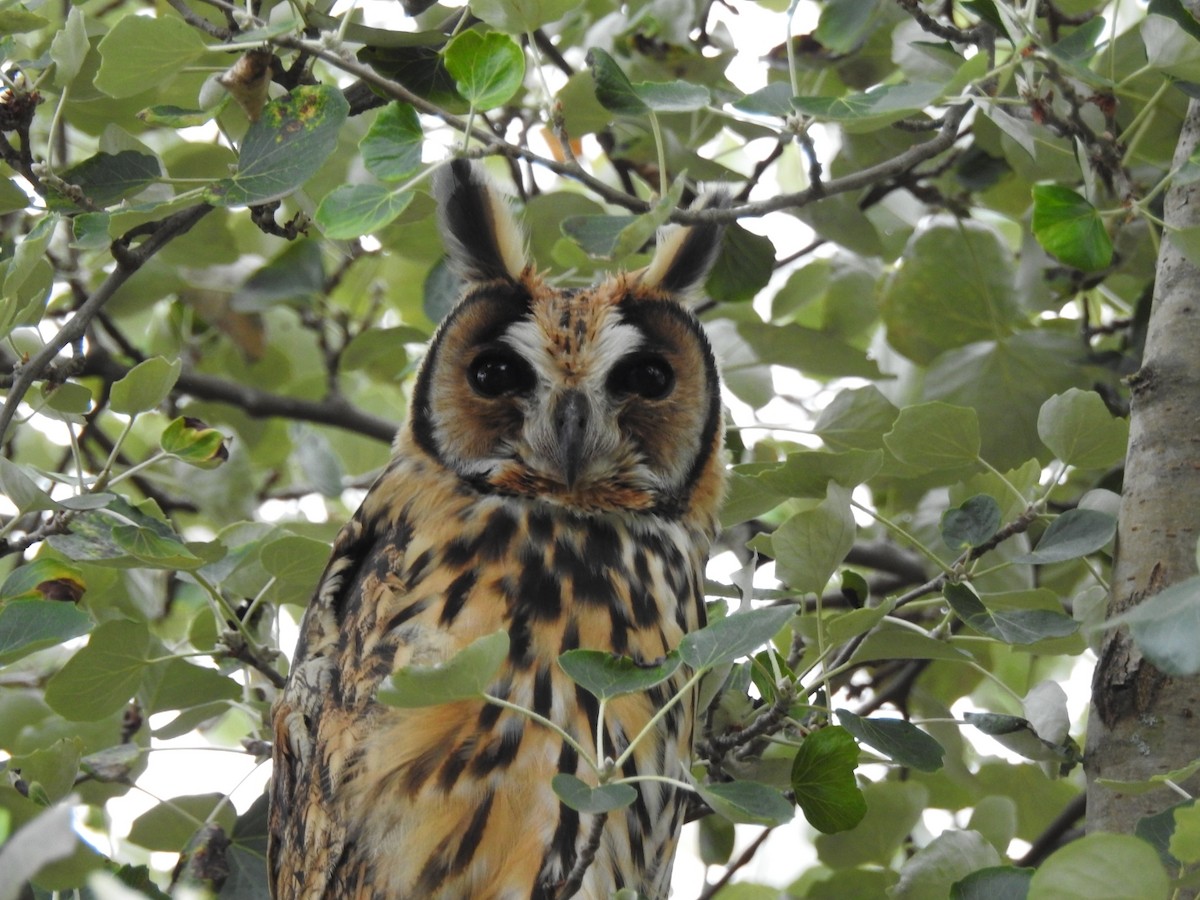 Hibou strié - ML611055492