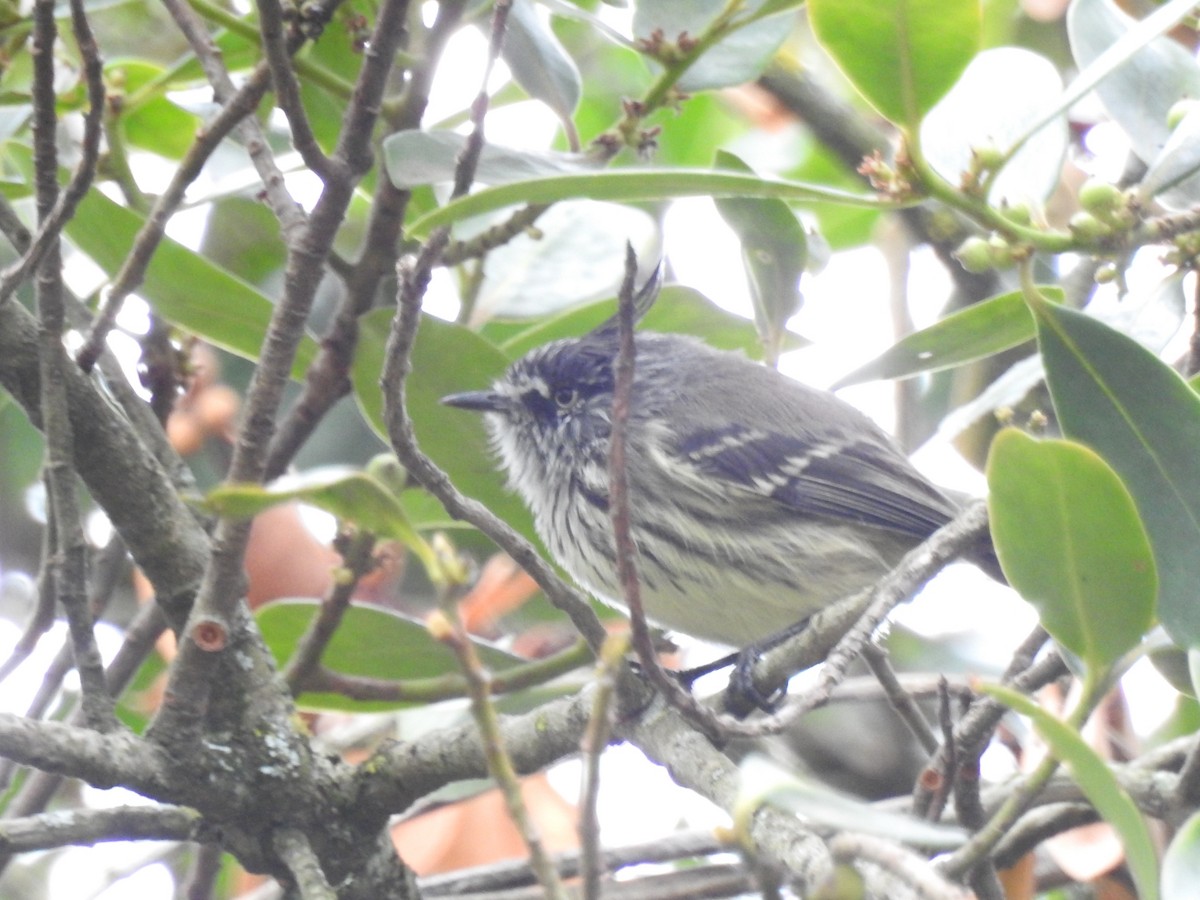 Tufted Tit-Tyrant - ML611055605