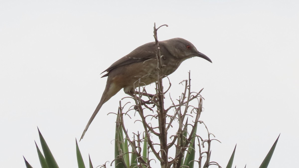 Curve-billed Thrasher - ML611055633