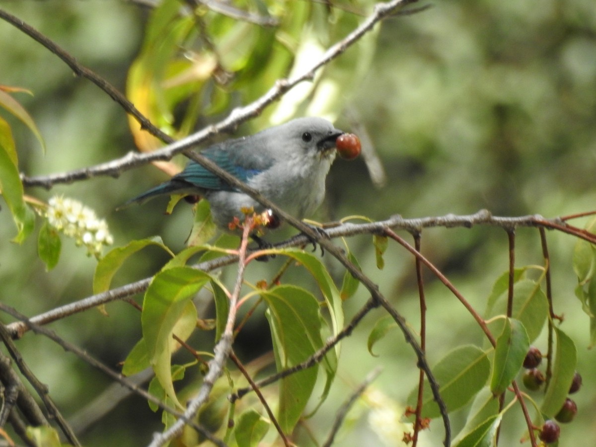 Blue-gray Tanager - Luis Curillo